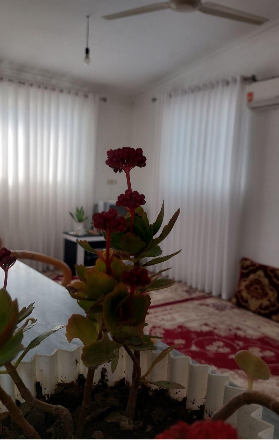 اجاره روزانه ویلا۶۰متری دربست|اجارهٔ کوتاهمدت آپارتمان و سوئیت|بابلسر, |دیوار