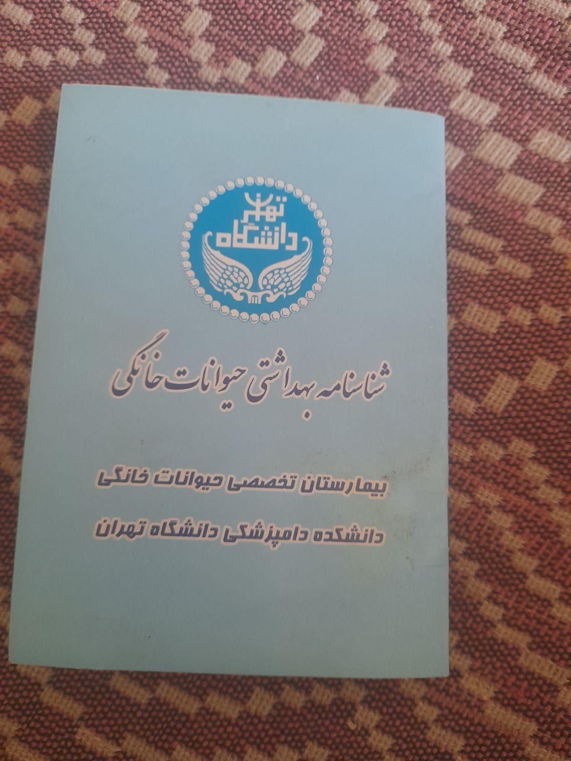 به دلیل موقعیت مکانی|سگ|بومهن, |دیوار