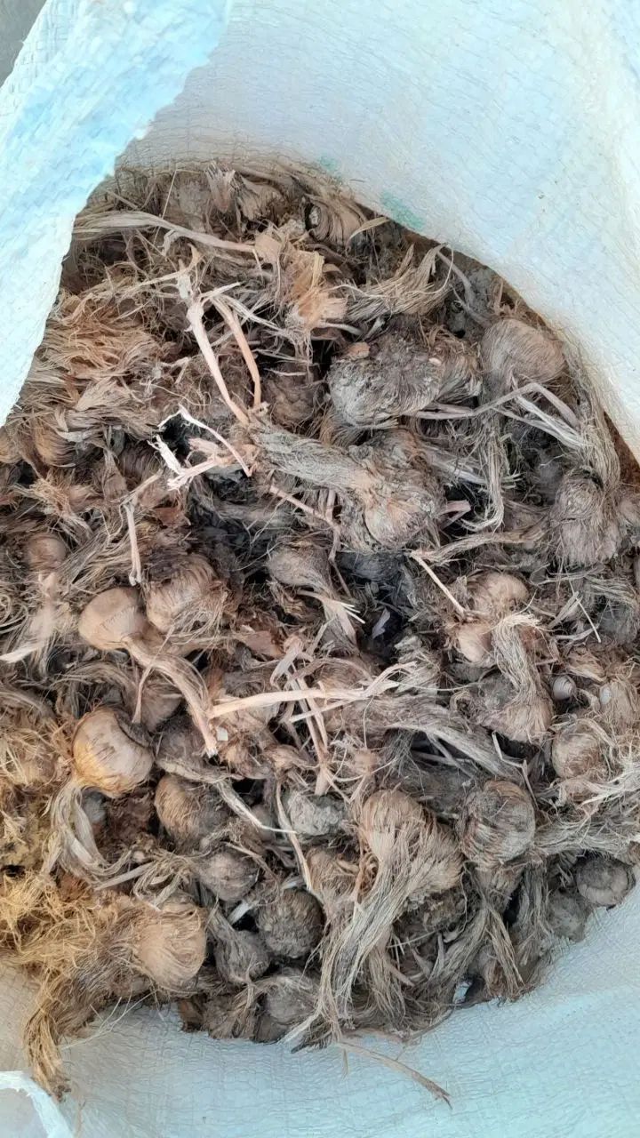 خرید و فروش بهترین پیاز منطقه ب شرط گلدهی بالا|خوردنی و آشامیدنی|خواف, |دیوار