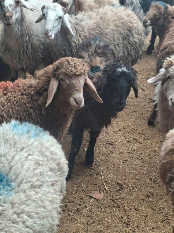 گوسفند زنده جهت عقیقه قربانی ارسال درب منزل باقصاب|حیوانات مزرعه|مشهد, توس (بلوار توس)|دیوار