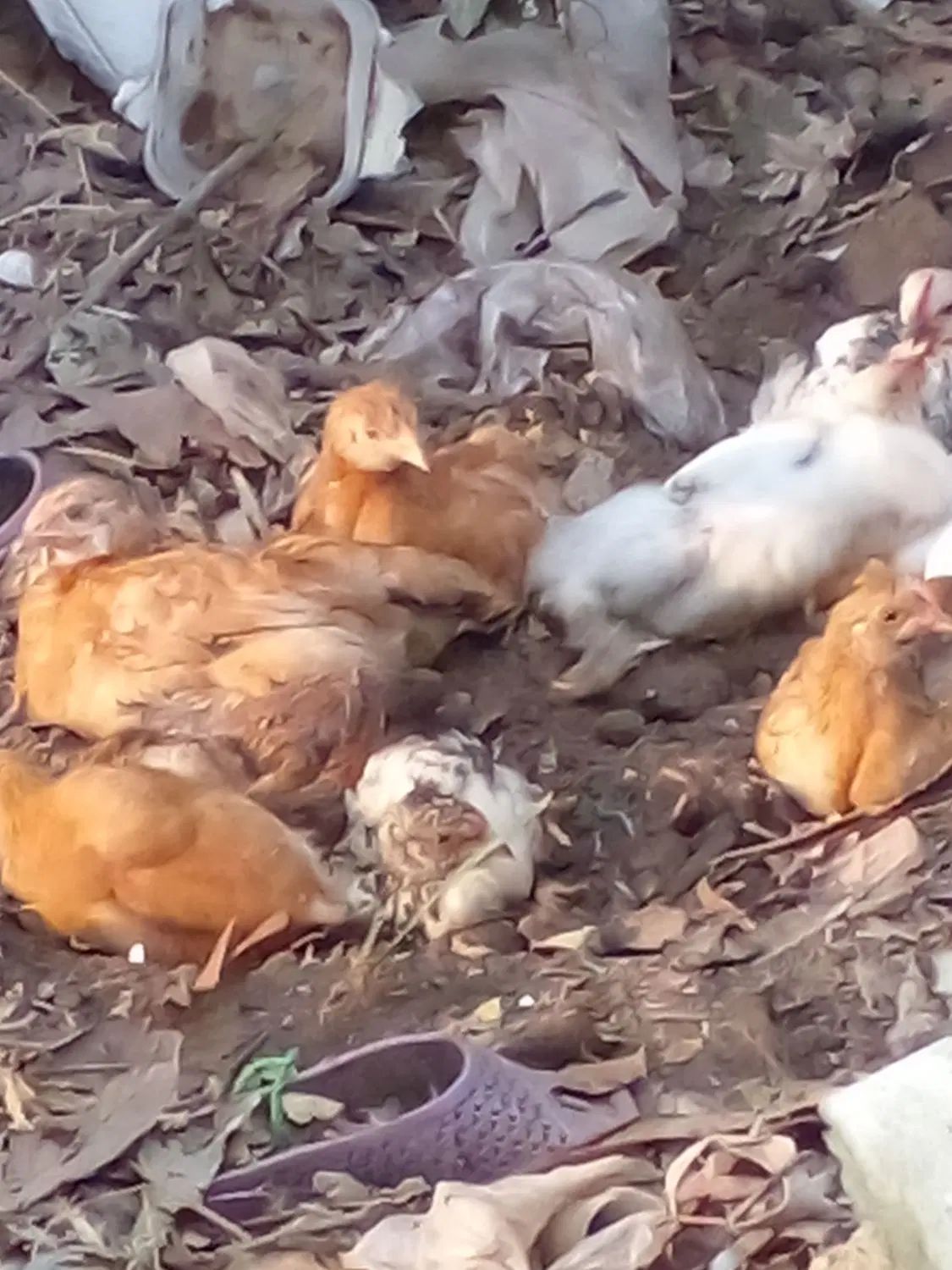 جوجه محلی سه هفته ای|حیوانات مزرعه|رشت, پیرکلاچای|دیوار