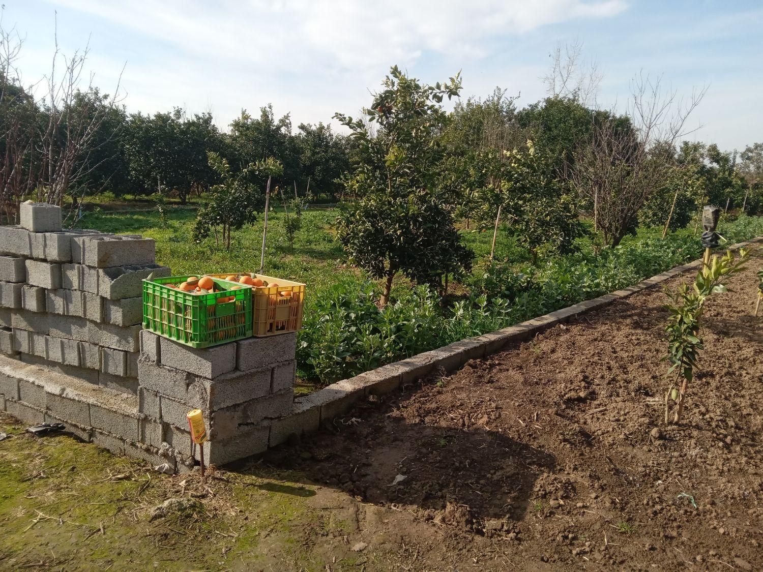 فروش نقدواقساط زمین خانه سرا۴۶۸ متری|فروش زمین و ملک کلنگی|قائمشهر, |دیوار