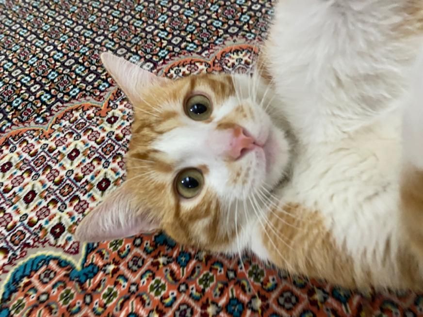 گربه گمشده|گربه|اردبیل, |دیوار