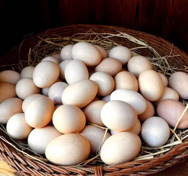تخم مرغ خانگی تازه|خوردنی و آشامیدنی|مشهد, میان ولایت|دیوار