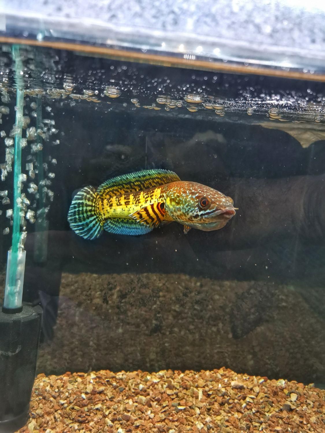 فروش انواع گونه های ماهی چانا و غذای مخصوص چانا|ماهی|شیراز, تندگویان|دیوار