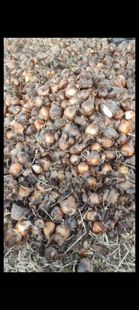 پیاز گل نرگس شهلا|گل و گیاه طبیعی|خفر, |دیوار