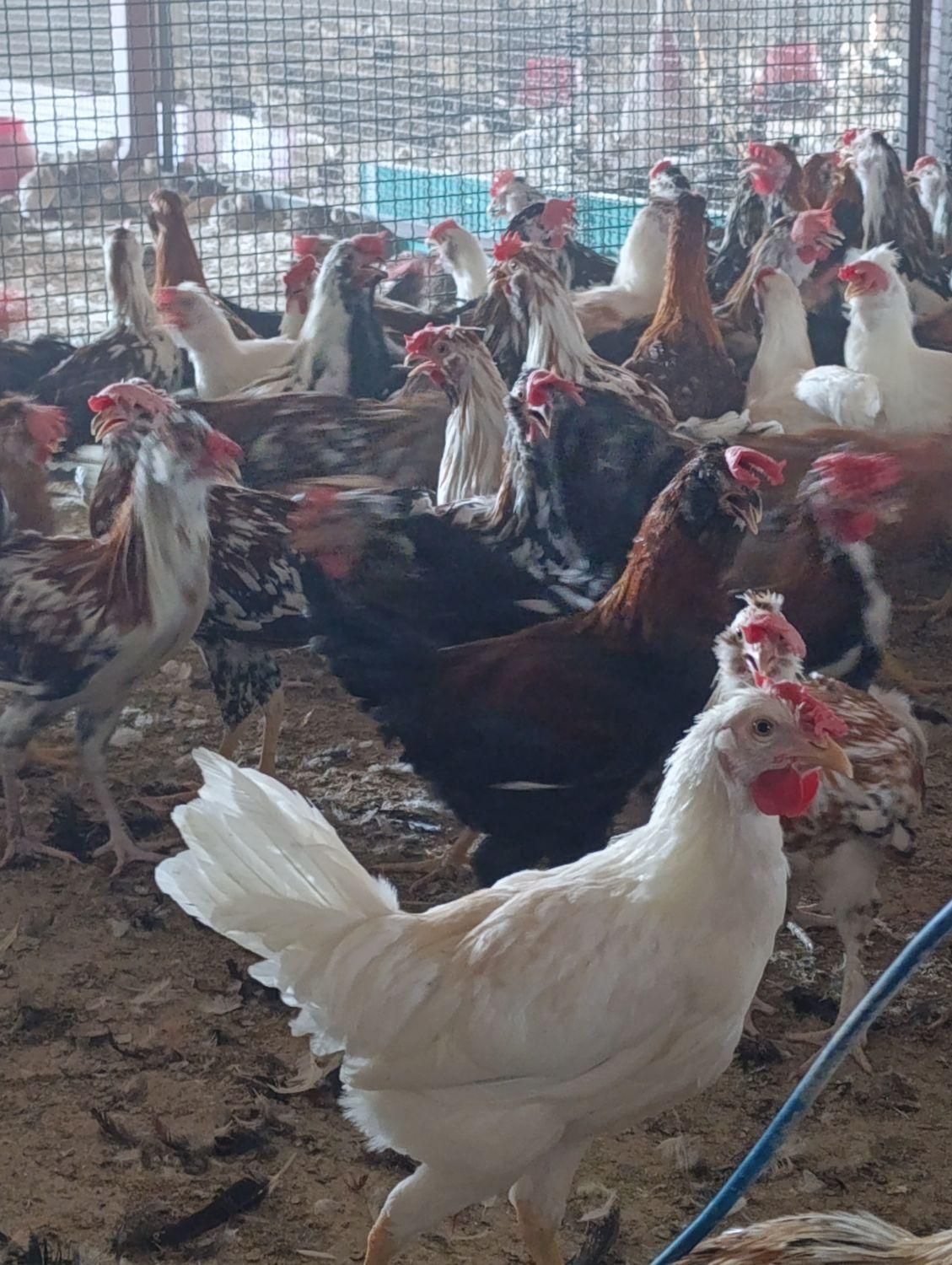 جوجه خروس گلین|حیوانات مزرعه|مرودشت, فاز دوم شهرک فرهنگیان|دیوار