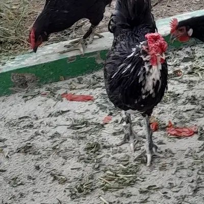 خروس|حیوانات مزرعه|مشهد, شهرک صنعتی مشهد|دیوار