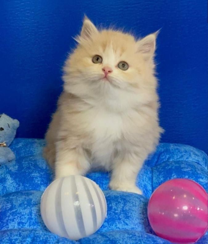 بچه گربه های عروسکی ( مجموعه ایران کتز)|گربه|چالوس, |دیوار