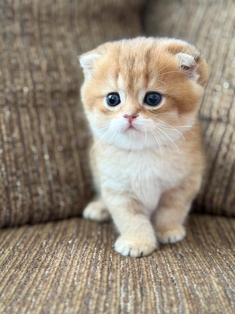 مجموعه گربه های زیبا و پرورش خانگی و آرام|گربه|شیراز, ابیوردی|دیوار