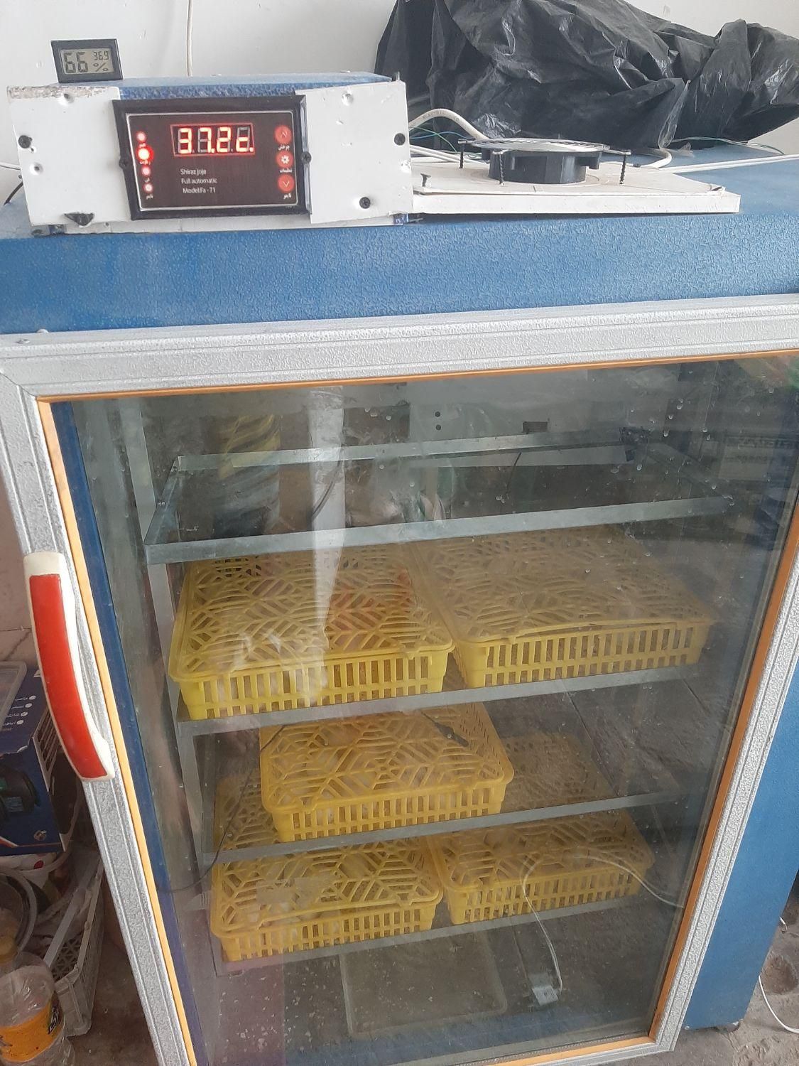 دستگاه جوجه کشی شیراز جوجه|لوازم جانبی حیوانات|زرند, |دیوار