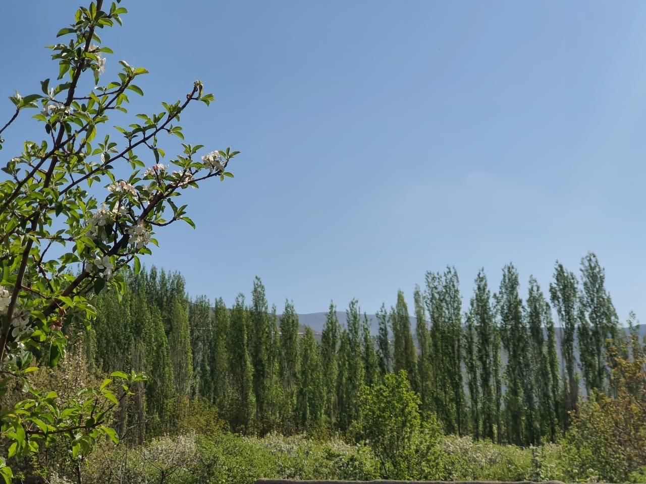 شش دانگ زمین چهار دیواری دشت مشا دماوند|فروش زمین و ملک کلنگی|آبعلی, |دیوار