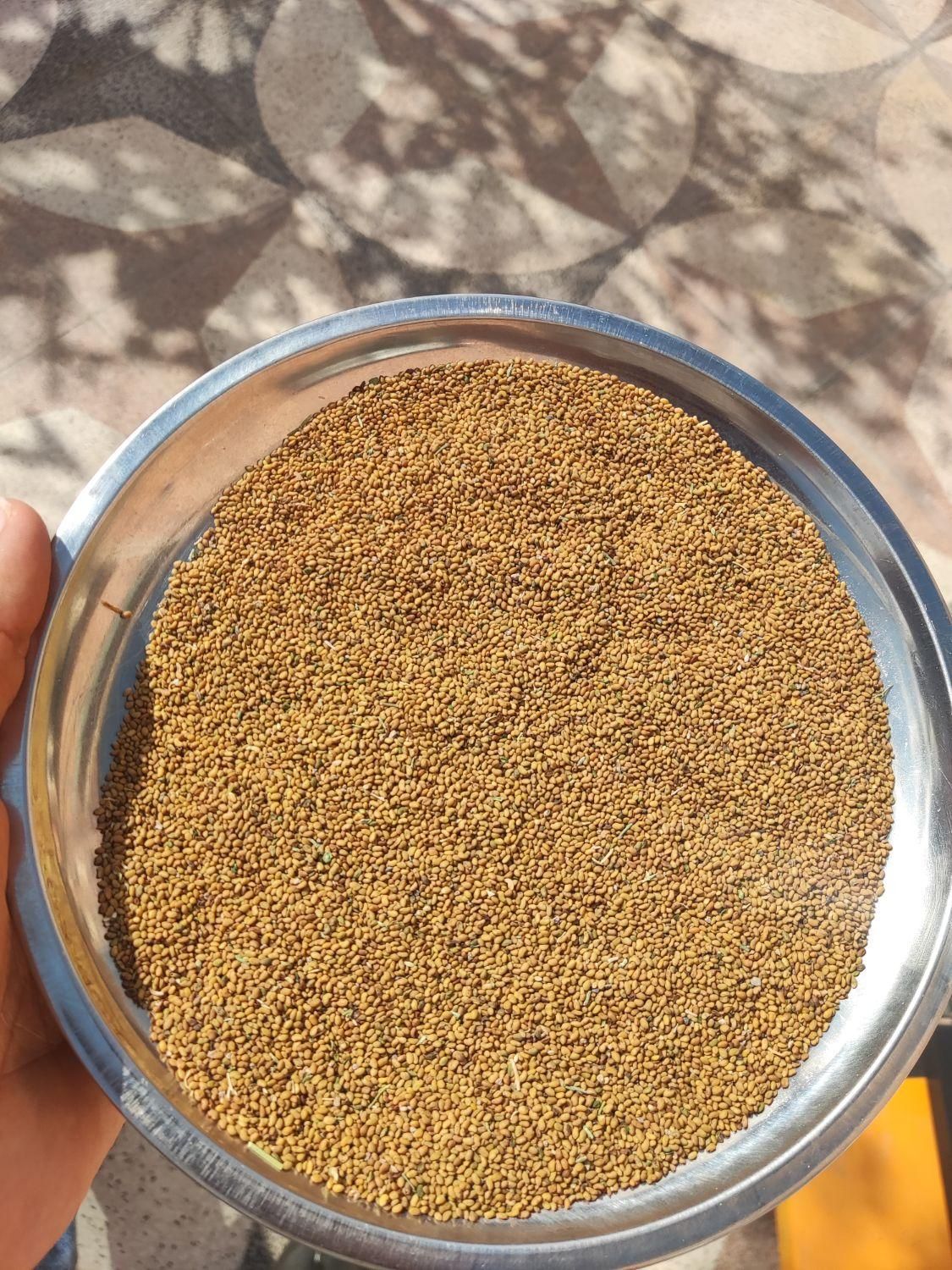 خشکبار ( گلرنگ و کوشه و تخم یونجه و ارزن )|خوردنی و آشامیدنی|اصفهان, قهجاورستان|دیوار