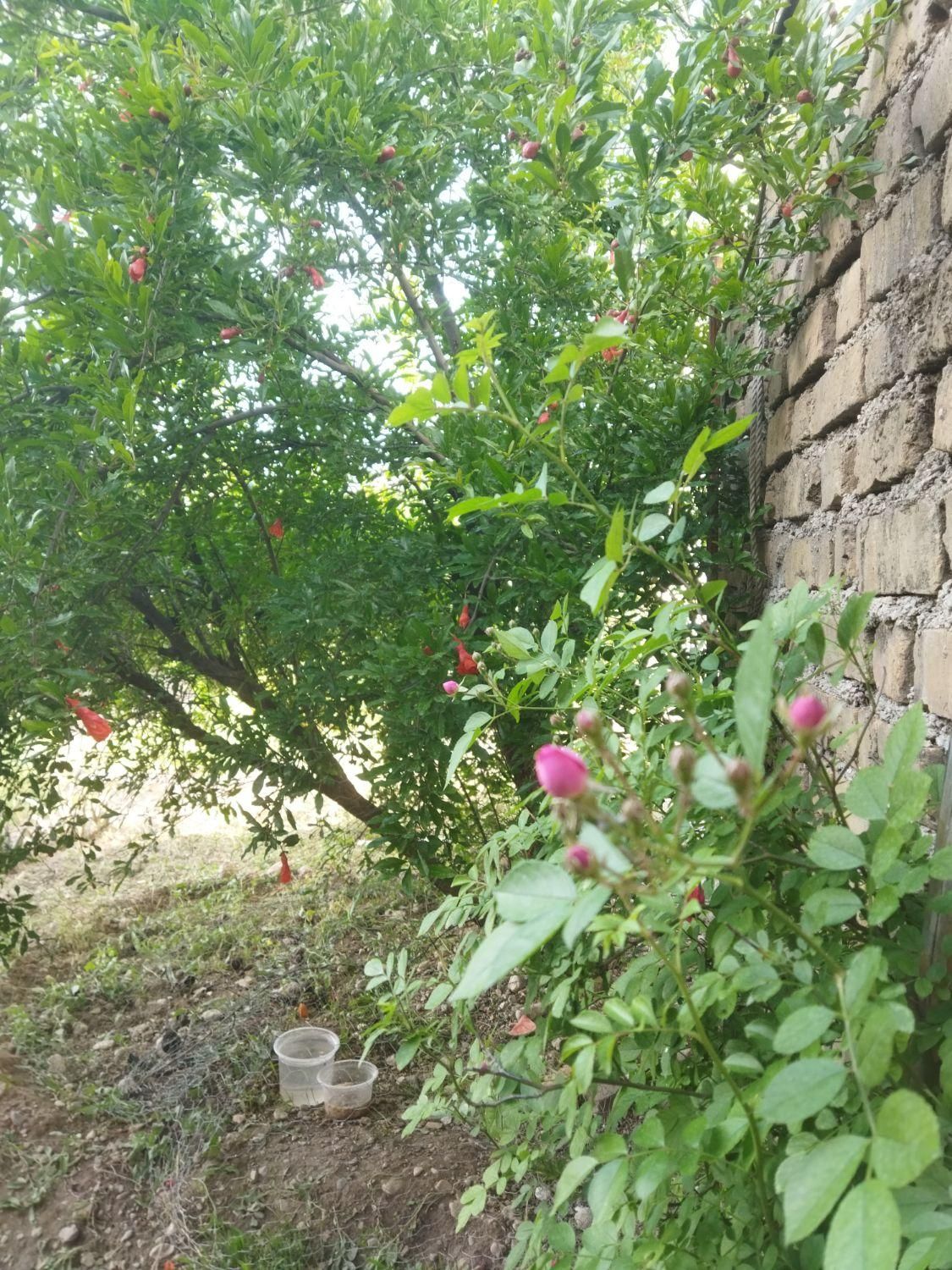 اسکان رایگان|اسکان اضطراری|کازرون, |دیوار