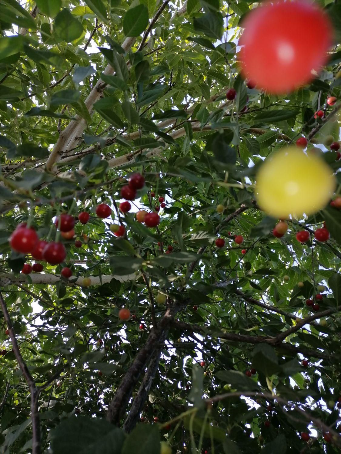 فروش باغ انگور 5جریب|فروش دفتر صنعتی، کشاورزی، تجاری|ملایر, |دیوار