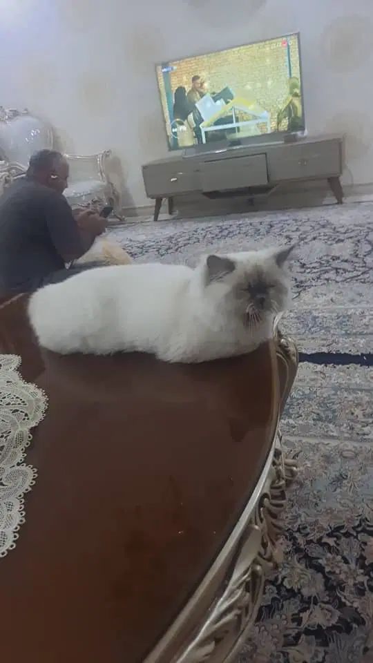 گربه گمشده خانی آباد نو با مژدگانی ۳ میلیون تومانی|گربه|تهران, خانی آباد نو جنوبی|دیوار