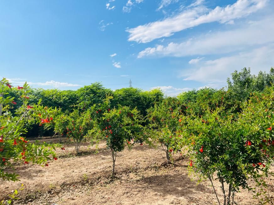 فروش زمین ۳۰۰ متری|فروش زمین و ملک کلنگی|ری, شهرری|دیوار