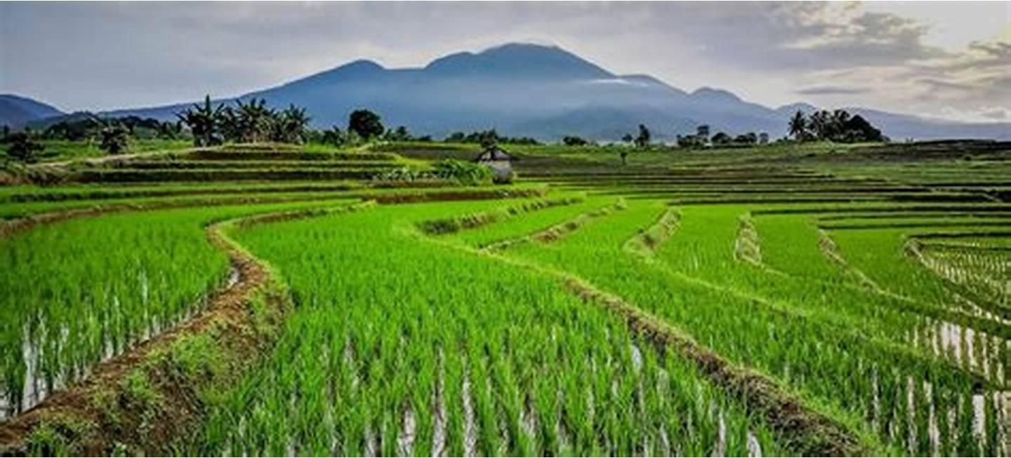 سینی نشاء شالیکاری مدل 470 قالب توم برنج جعبه عمده|عمده‌فروشی|شفت, |دیوار