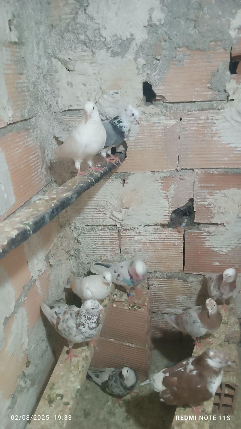 کبوتر سرور گنجه ای|پرنده|تهران, خاوران|دیوار