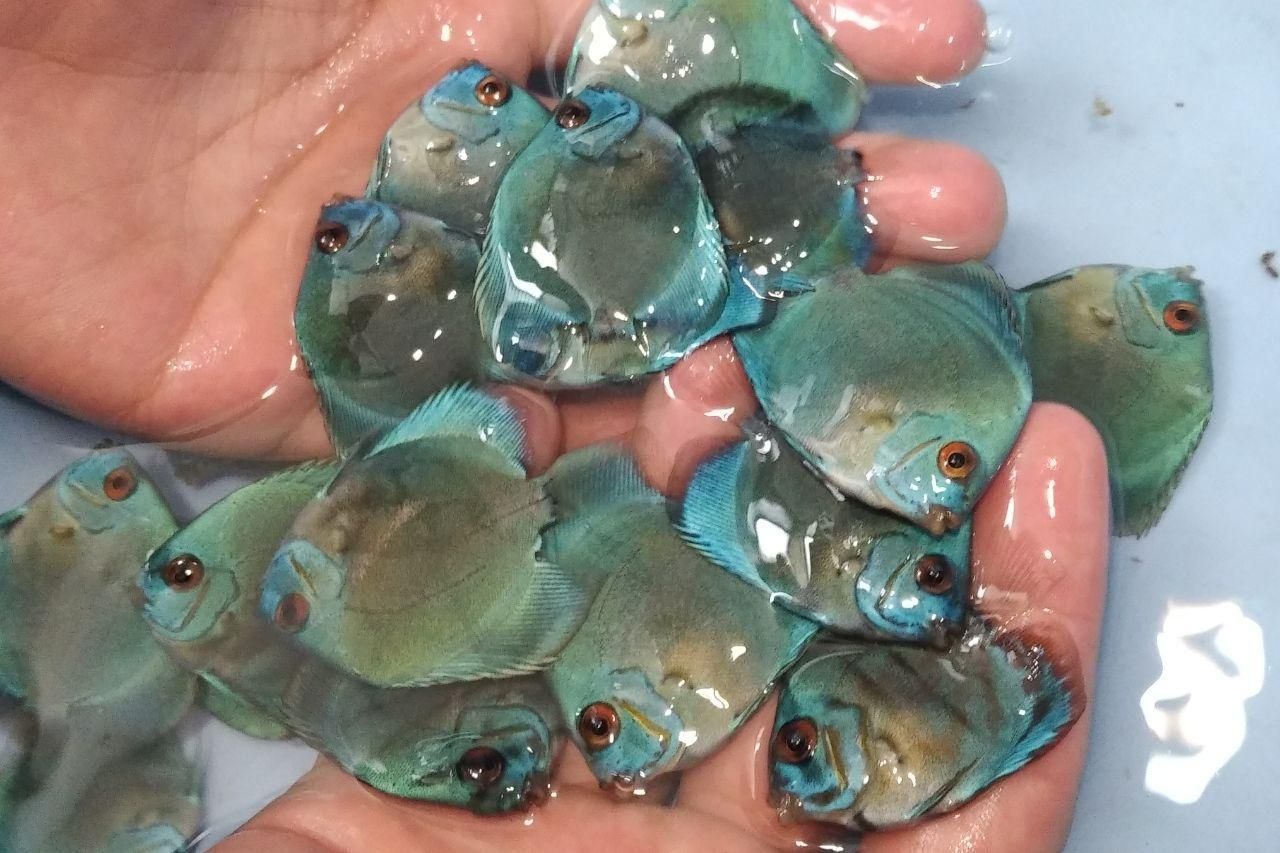 دیسکس از سایز ۲ اینچ تا اورسایز|ماهی|اصفهان, ابر|دیوار