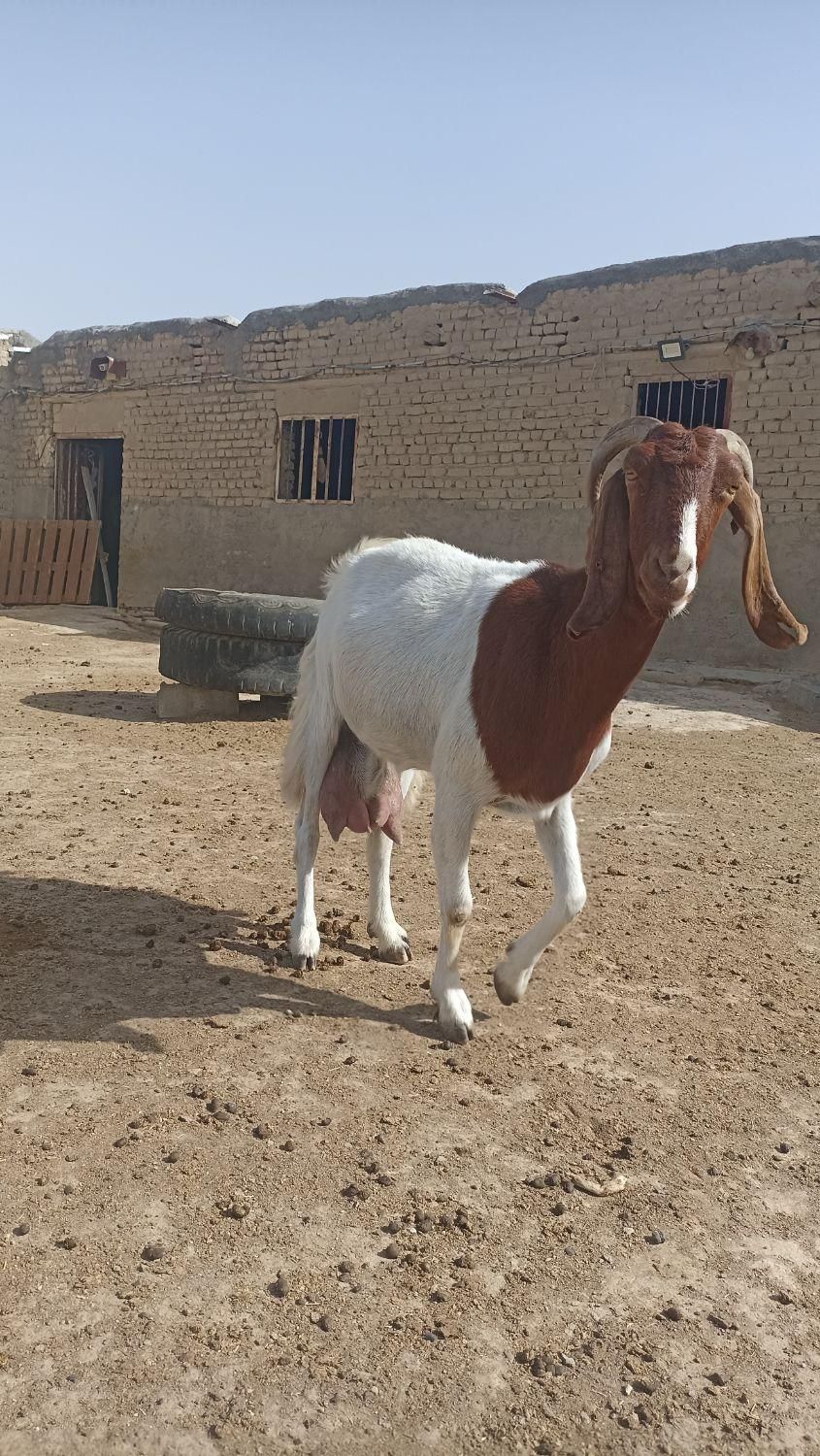 بز شیری به ضمانت سر حال چهار سینه|حیوانات مزرعه|شیروان (خراسان), |دیوار