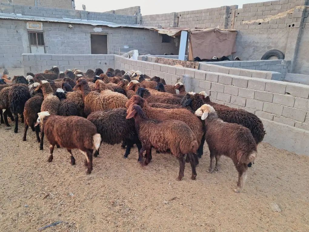 70 راس  بره نر و ماده سبک افشاری مناسب پروار عمده|حیوانات مزرعه|تهران, آبشار|دیوار