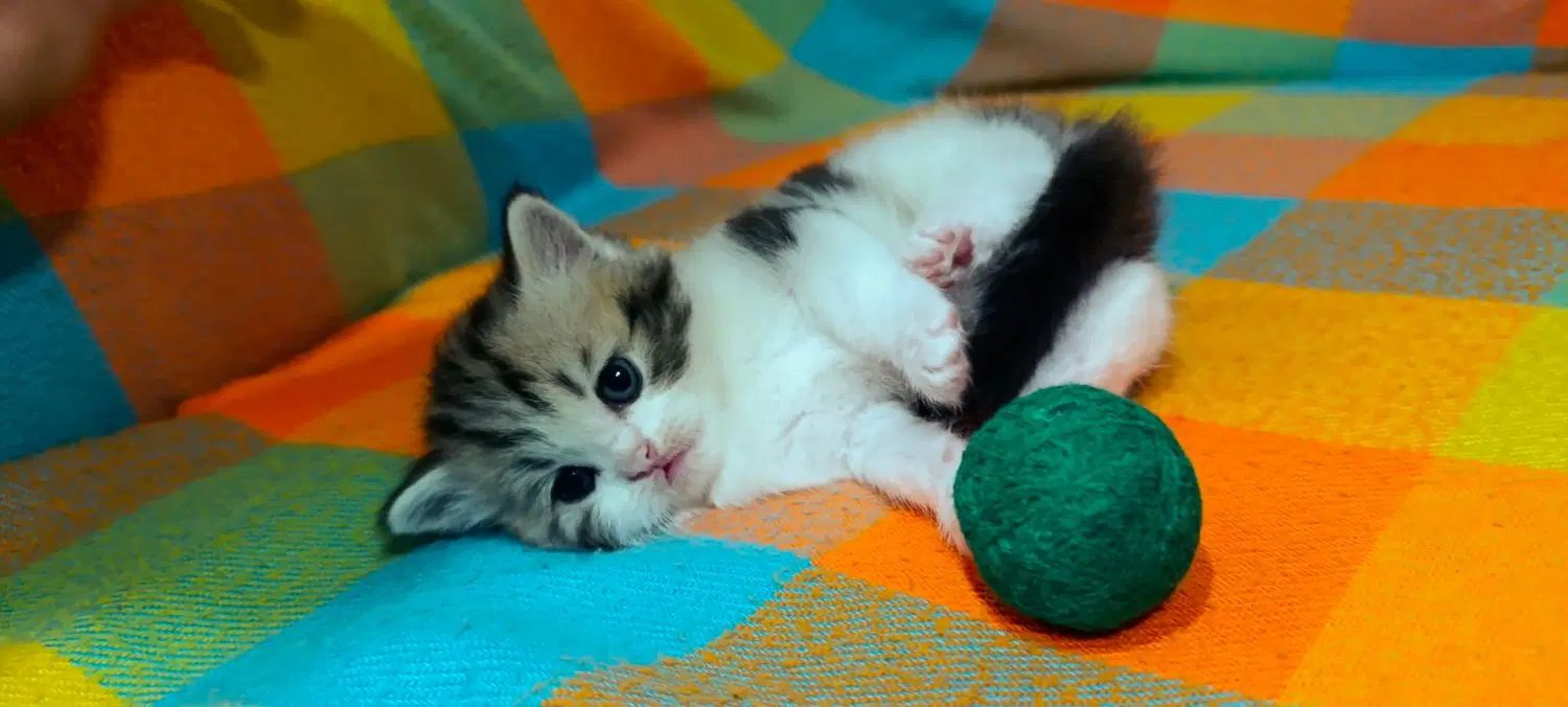 نژادهای خاص چشم آبی|گربه|مشهد, زمرد|دیوار