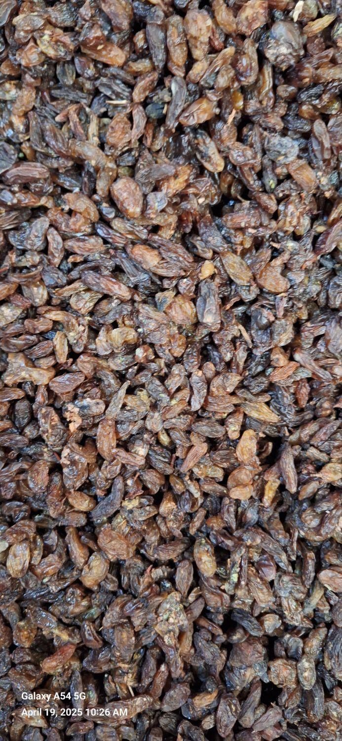 کشمش افتابی کاشمر .سبز. مویز. دودی|عمدهفروشی|کاشمر, |دیوار