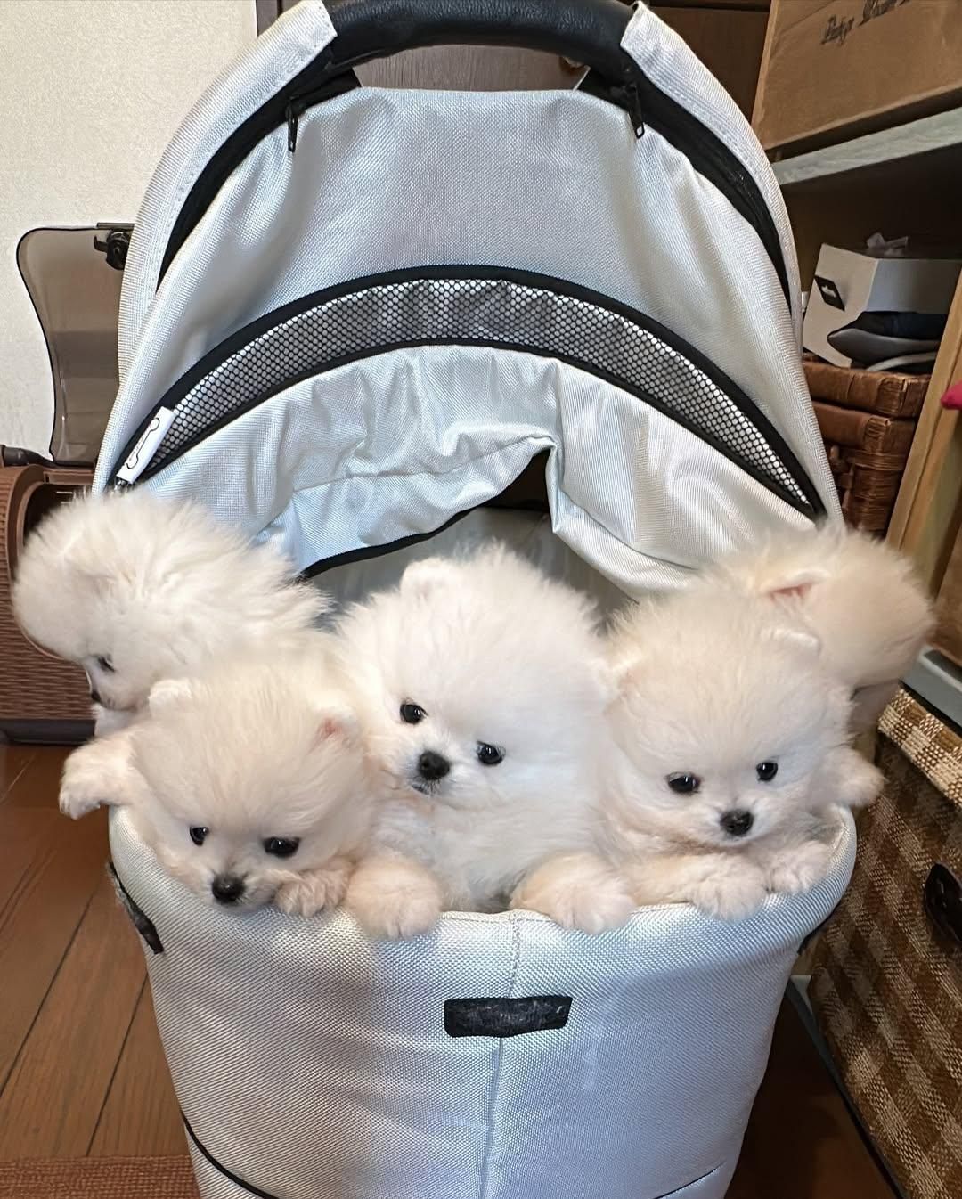 سسگگ ممینیاتوریی پاامی|سگ|تهران, شهرک غزالی|دیوار