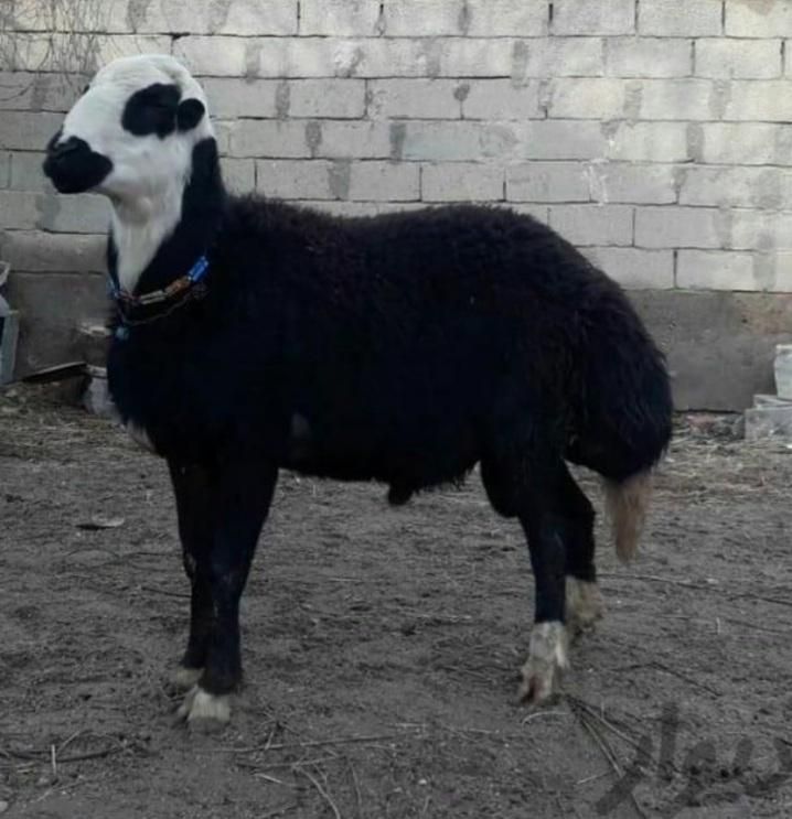 گوسفند زنده همراه با قصاب|حیوانات مزرعه|تهران, نارمک|دیوار