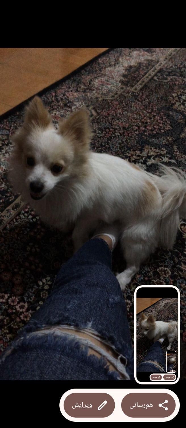 سگ گمشده|حیوانات|فردیس, فردیس|دیوار