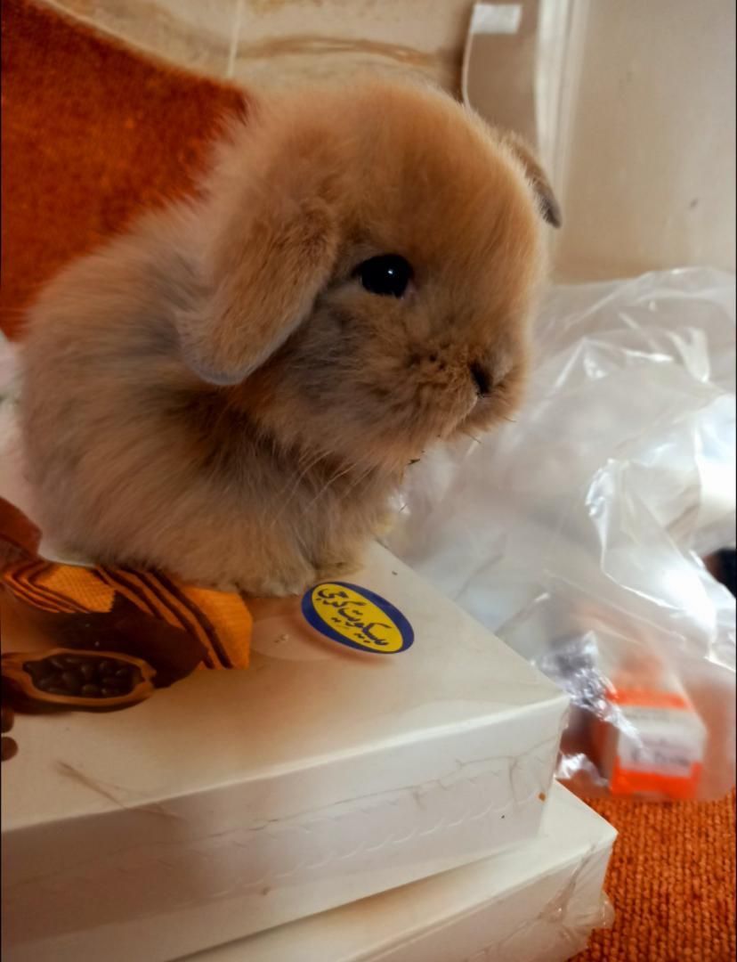 بچه خرگوش لوپ|موش و خرگوش|بندرعباس, |دیوار