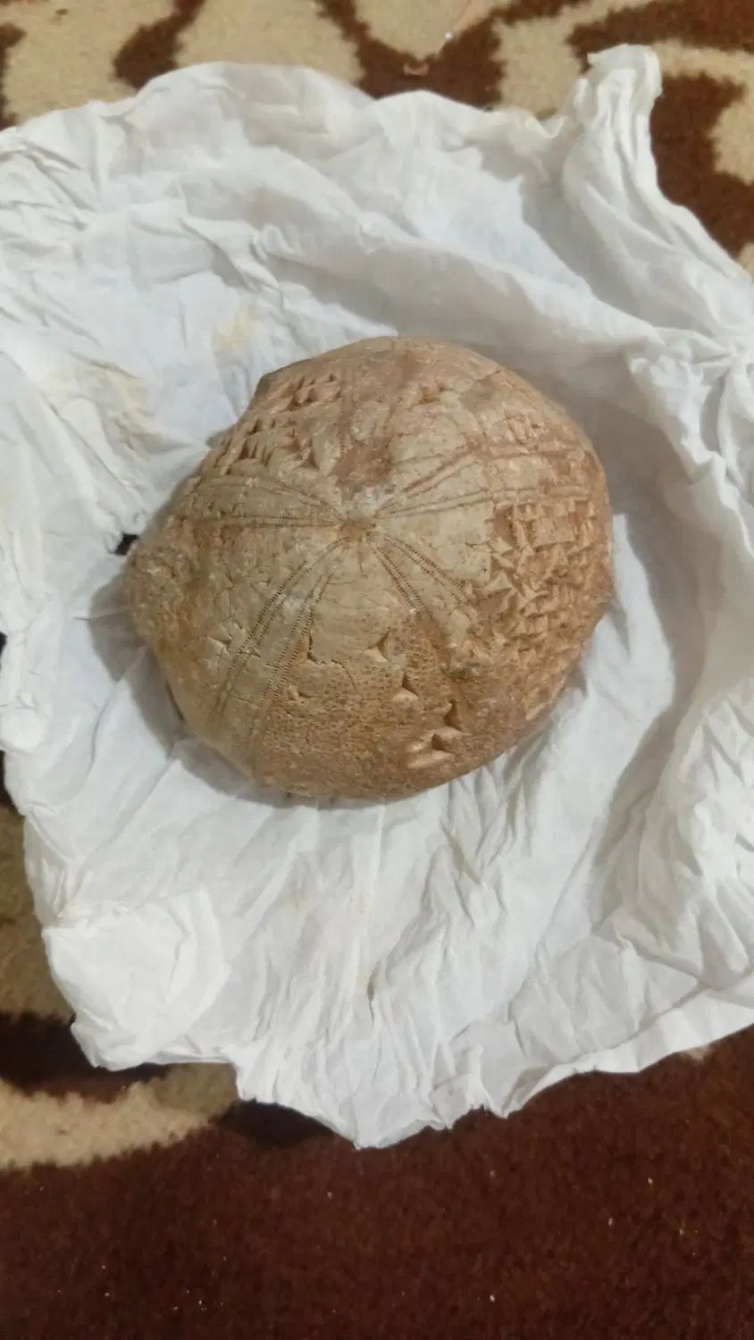 دوعدد مهره گبری ویک عدد سنگ نقش نگاری خط میخی|کلکسیون اشیاء عتیقه|خمینی‌شهر, |دیوار