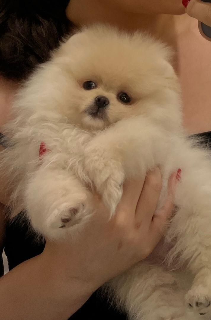 پامرانین سفید سایز صفر|سگ|رشت, لاکانی|دیوار