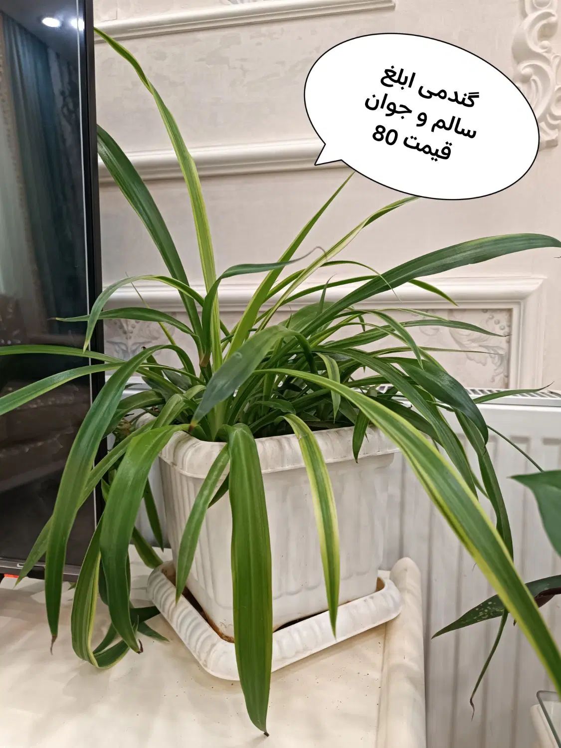 گل اپارتمانی|گل و گیاه طبیعی|تهران, حکیمیه|دیوار