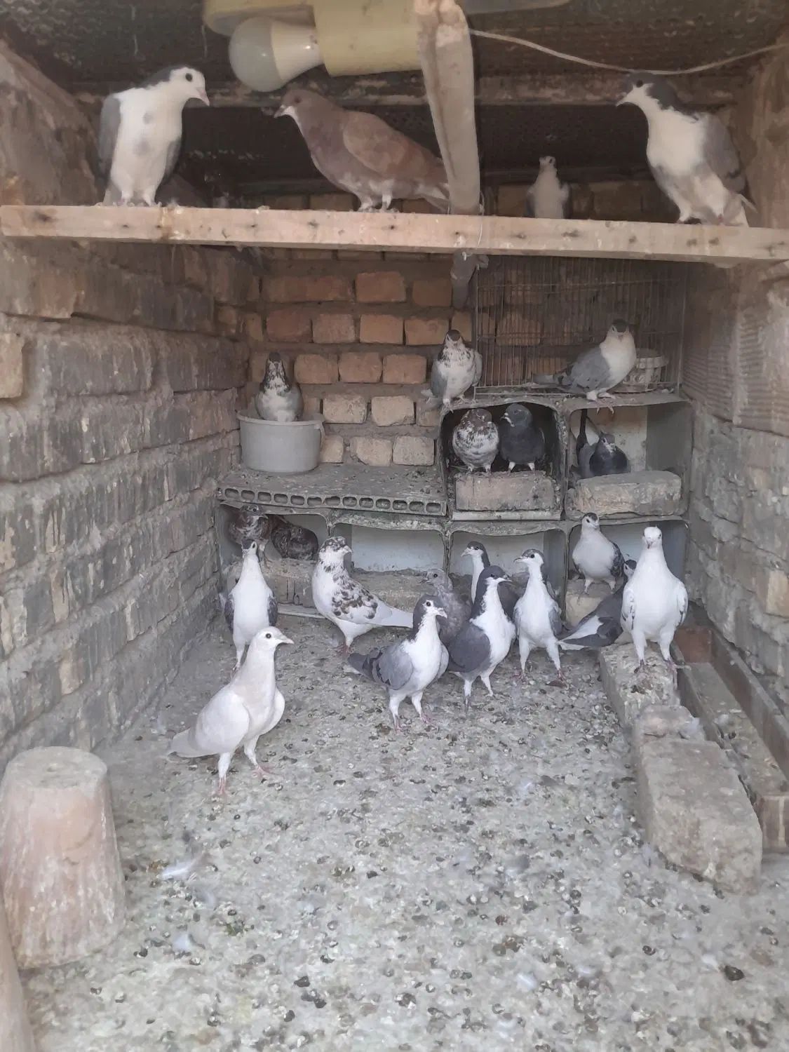 ی بوم دمگیر|پرنده|اصفهان, جاوان|دیوار