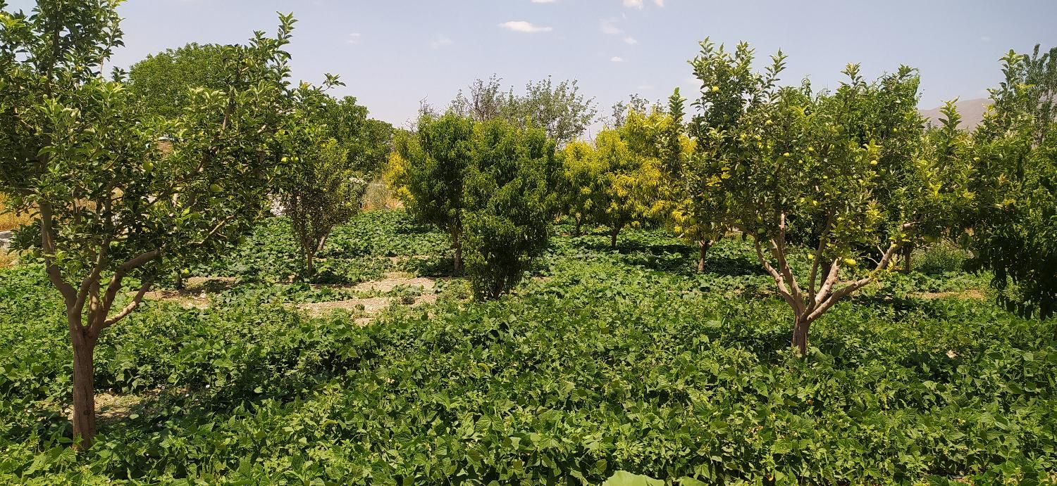زمین زراعی و باغ|فروش زمین و ملک کلنگی|تهران, صفا|دیوار