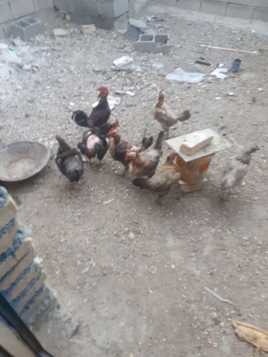 مرغ و خروس|پرنده|خمینی‌شهر, |دیوار