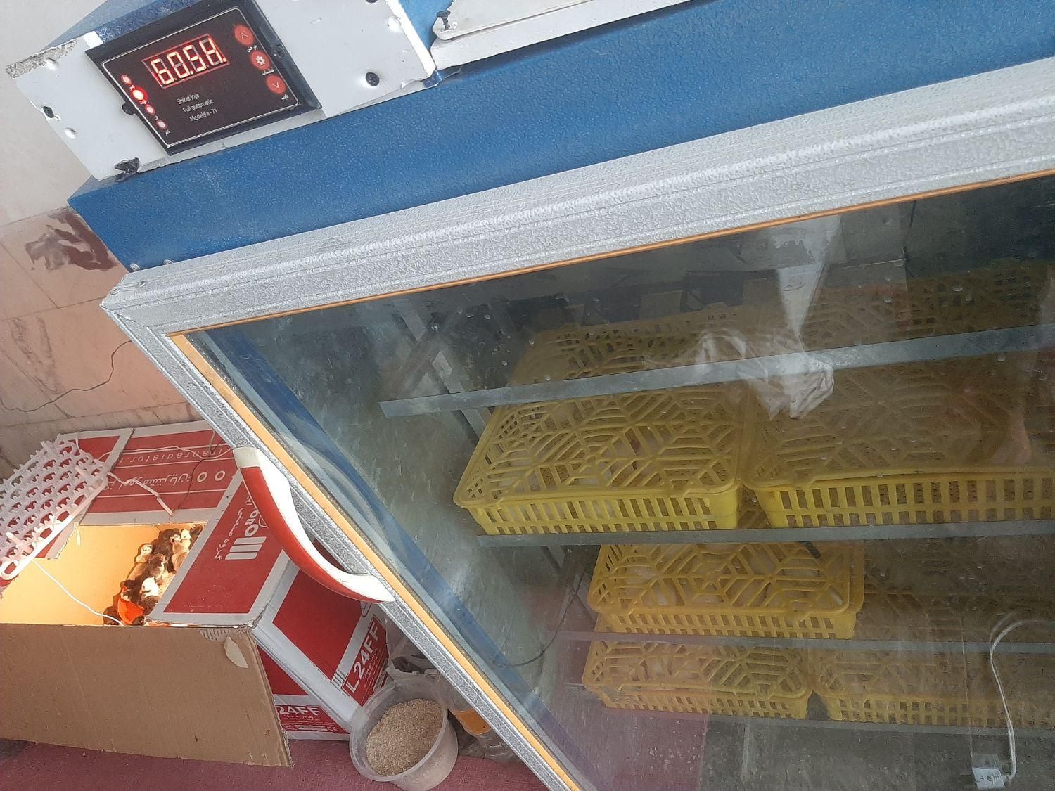 دستگاه جوجه کشی شیراز جوجه|لوازم جانبی حیوانات|زرند, |دیوار