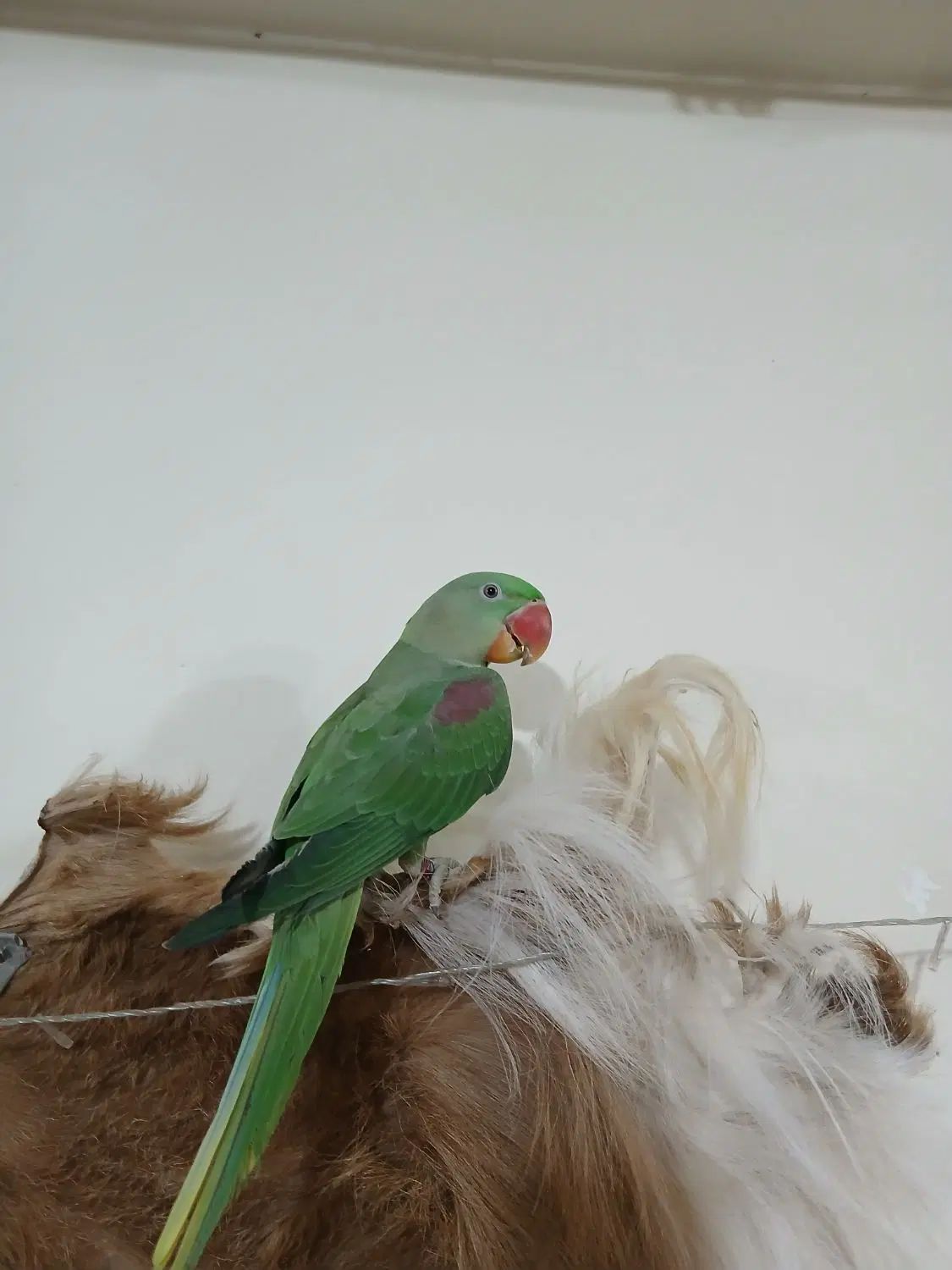 جوجه شاه طوطی نر حلقه پا دستی سخنگو استثنایی|پرنده|اصفهان, قائمیه|دیوار