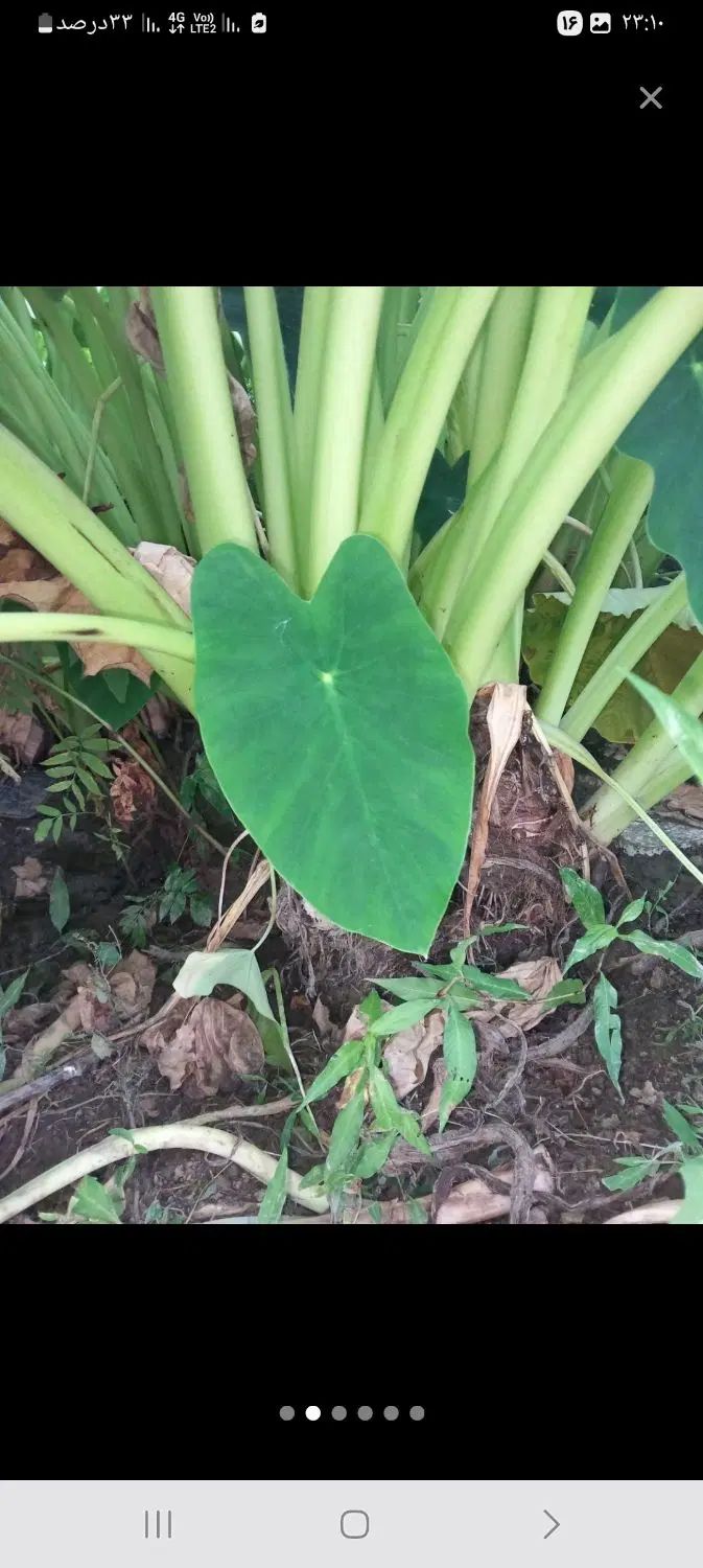 گل بابا آدم بزرگ قدی|گل و گیاه طبیعی|رشت, بازار|دیوار