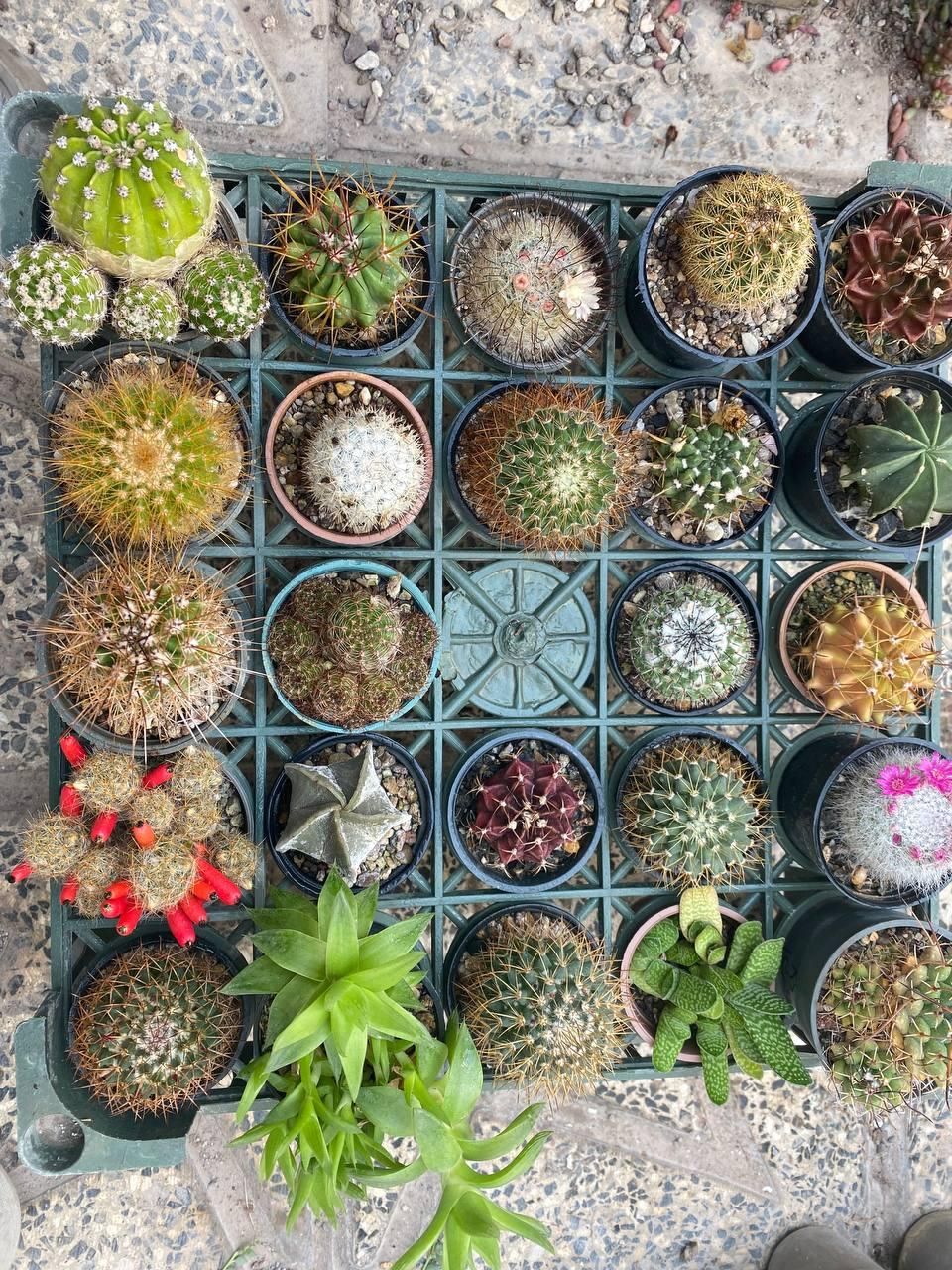 انواع کاکتوسهای خاص و کلکسیونی|گل و گیاه طبیعی|خلخال, |دیوار