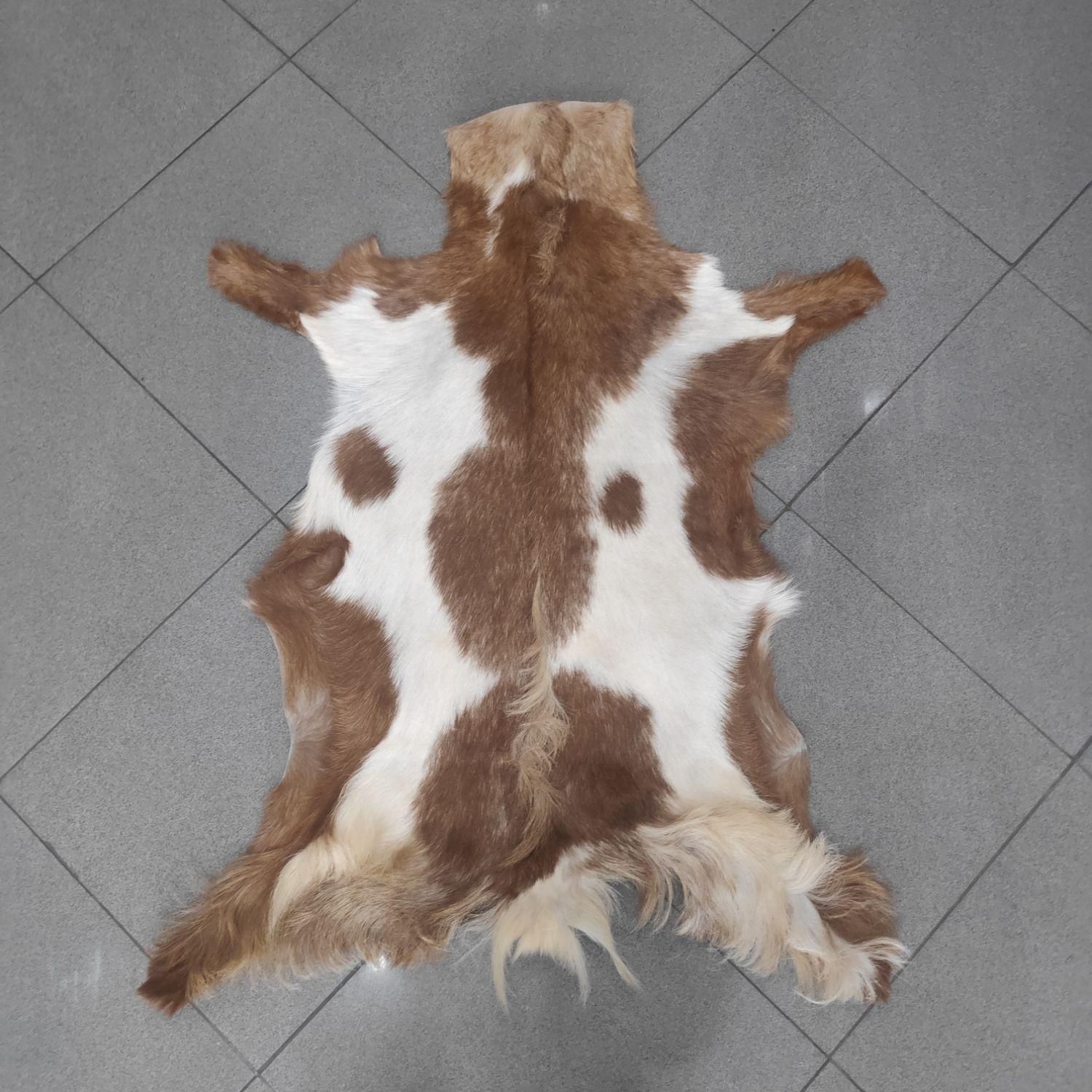 فرش پوست بز پادری|صنایع دستی و سایر لوازم تزئینی|ری, دولتآباد|دیوار