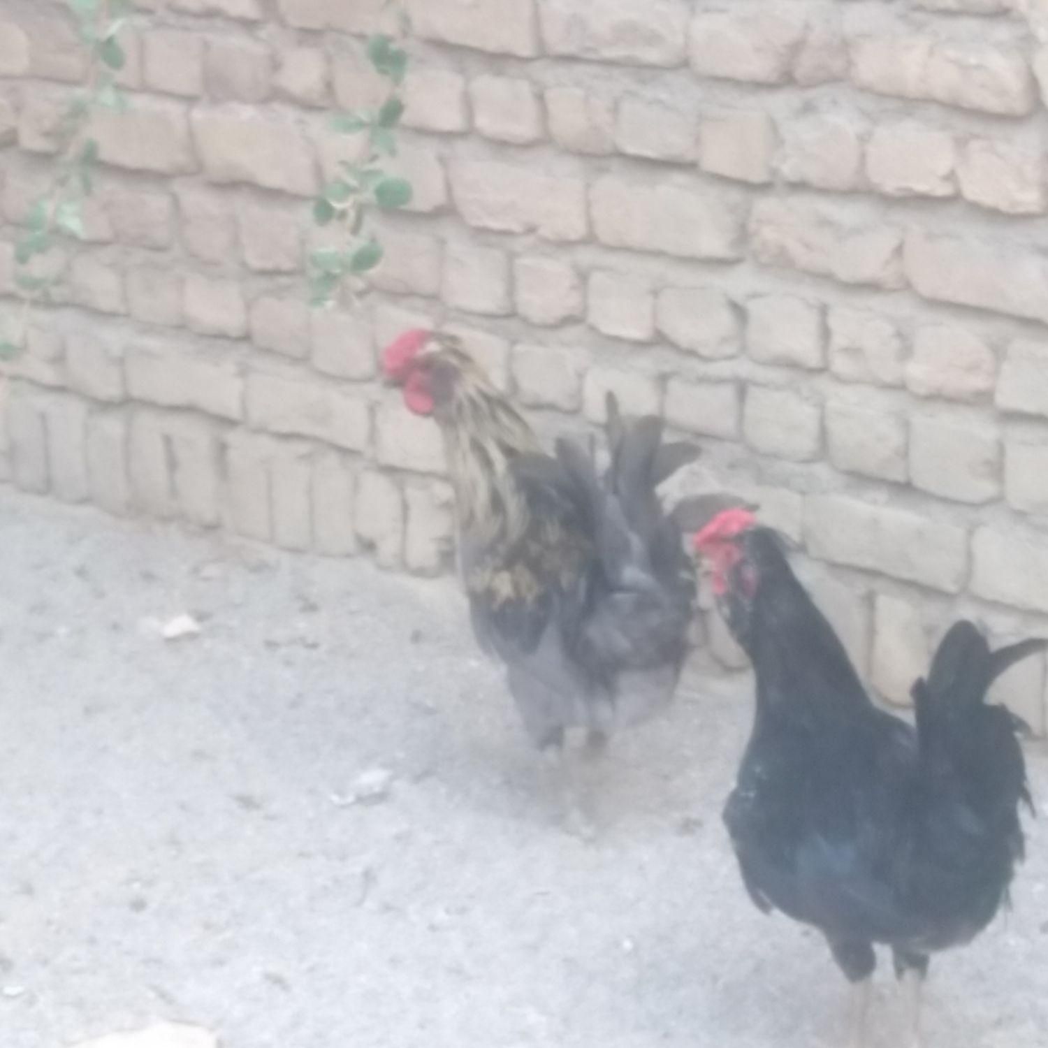خوروس|حیوانات مزرعه|شیروان (خراسان), |دیوار