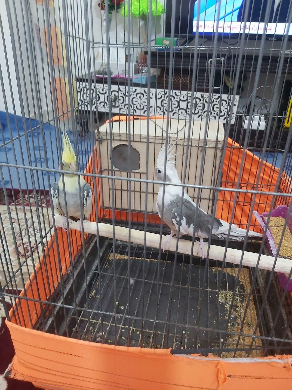 جفت عروس مولد کارداده سرحال|پرنده|بندرعباس, |دیوار