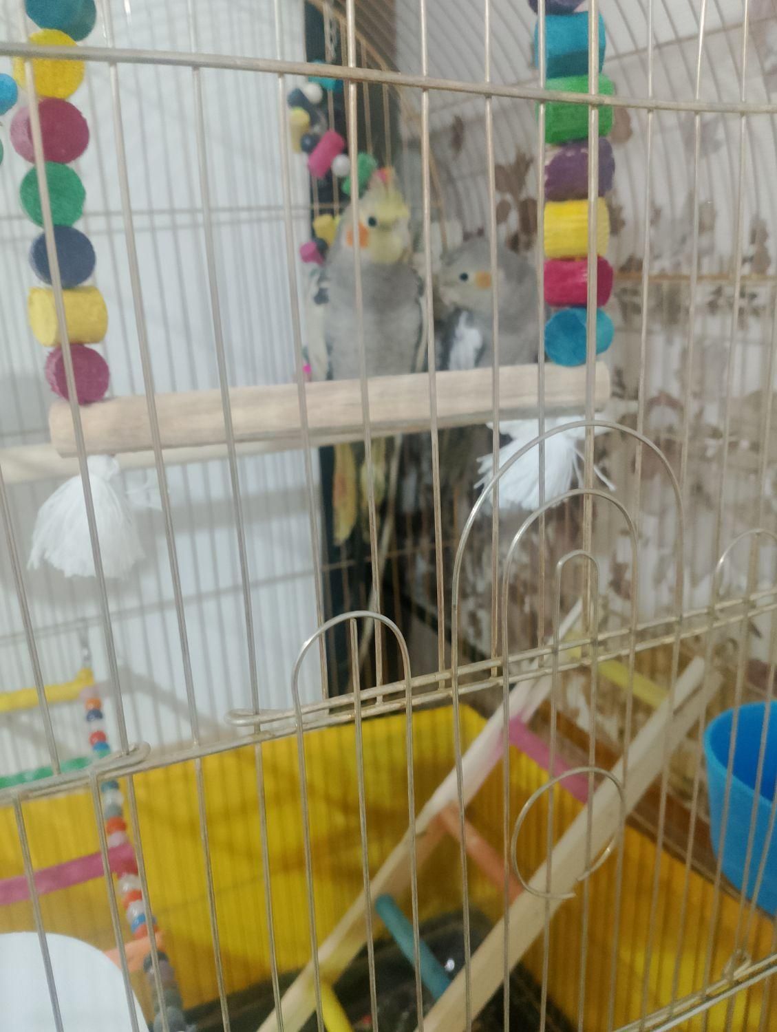 عروس هلندی آوازه خوان با رقص بازیگوش مولدکار داده|پرنده|نسیمشهر, |دیوار