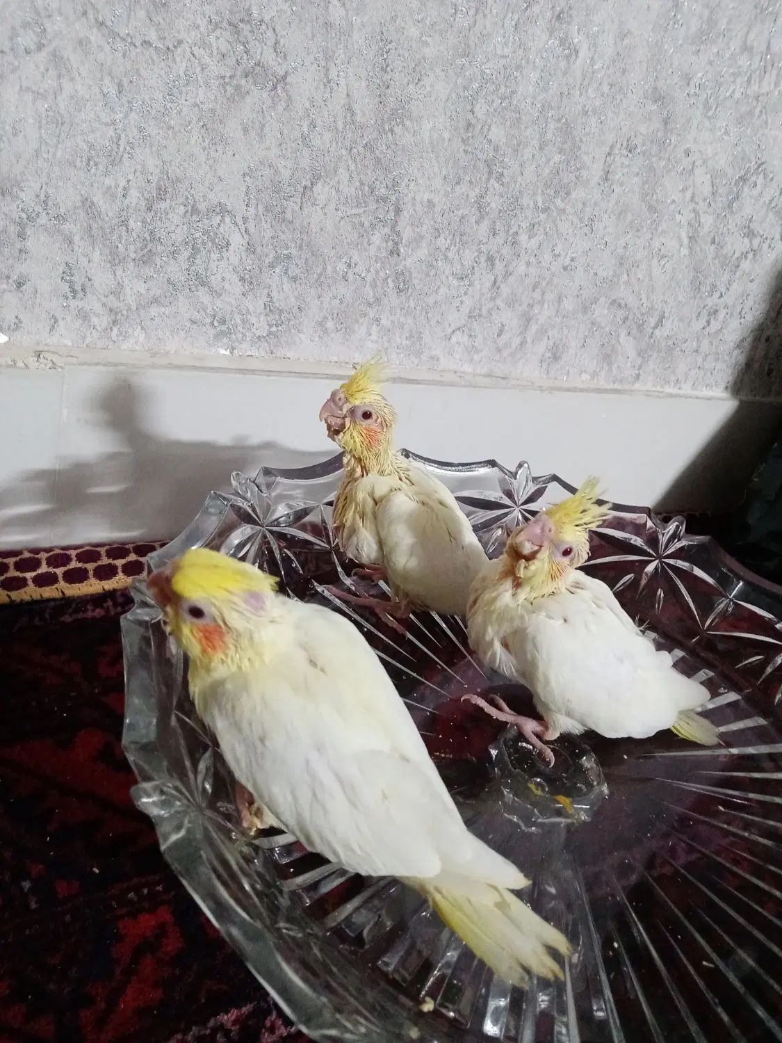 عروس هلندی جوجه|پرنده|مشهد, آزادشهر|دیوار