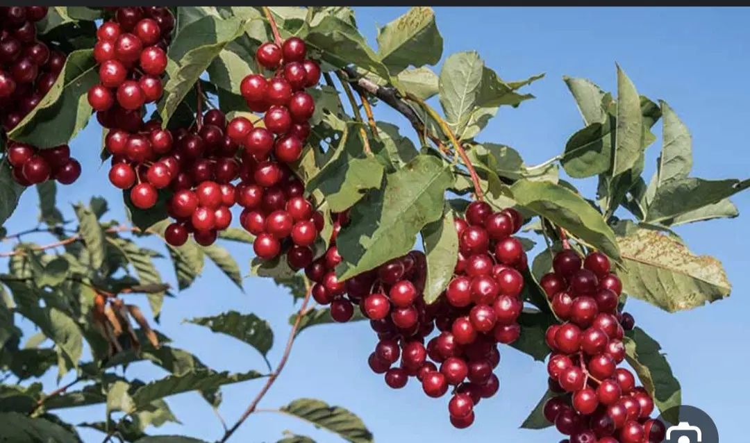 طرح درخت کاری مناسب مناطق کم اب|خدمات باغبانی و درختکاری|تهران, استخر|دیوار