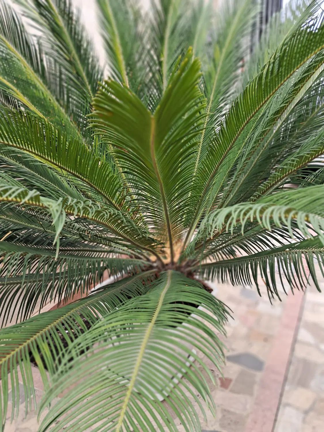 سیکاس|گل و گیاه طبیعی|رشت, تازه آباد|دیوار