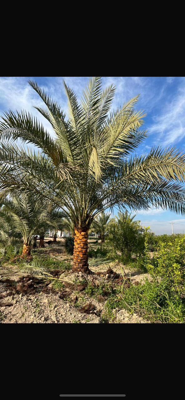 تحولی جدید در کیش|خدمات باغبانی و درختکاری|کیش, |دیوار